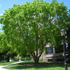 River Birch Tree