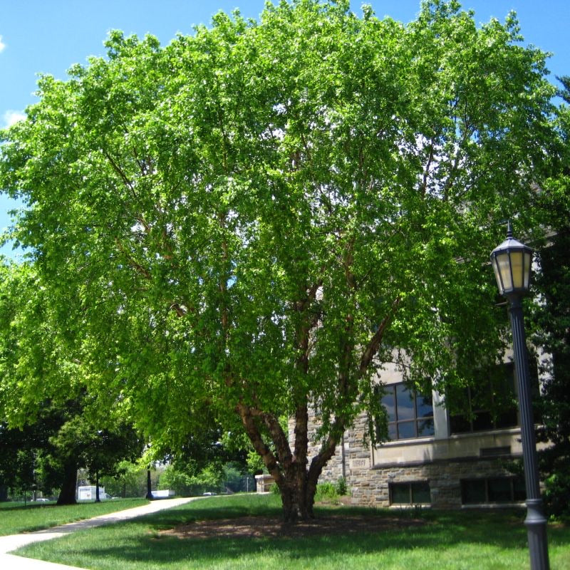 River Birch Tree