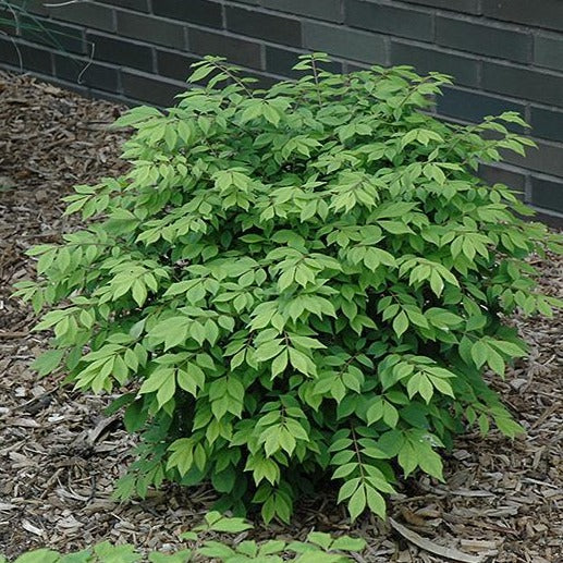 Dwarf Burning Bush
