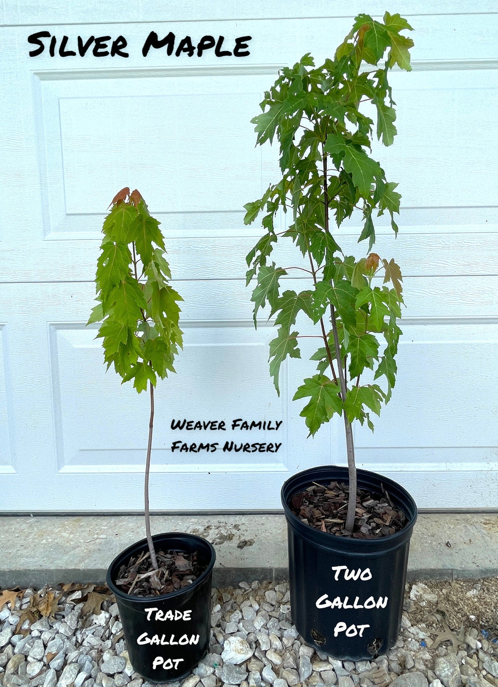 Silver Maple Tree