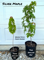 Silver Maple Tree