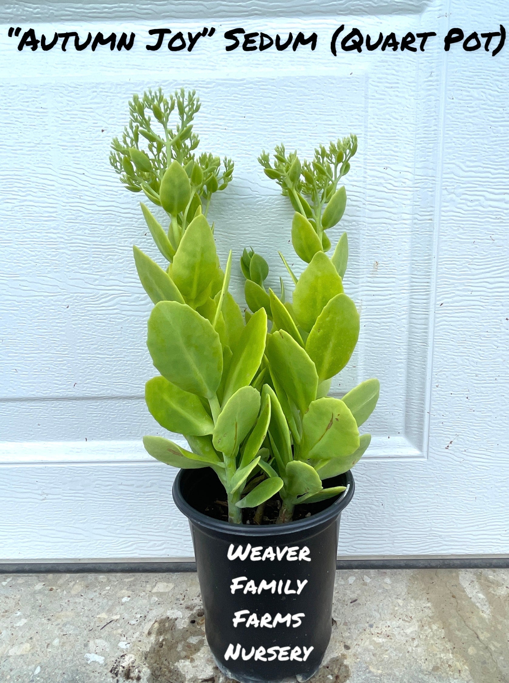 Sedum 'Autumn Joy'