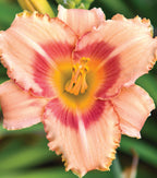 Daylily 'Strawberry Candy'