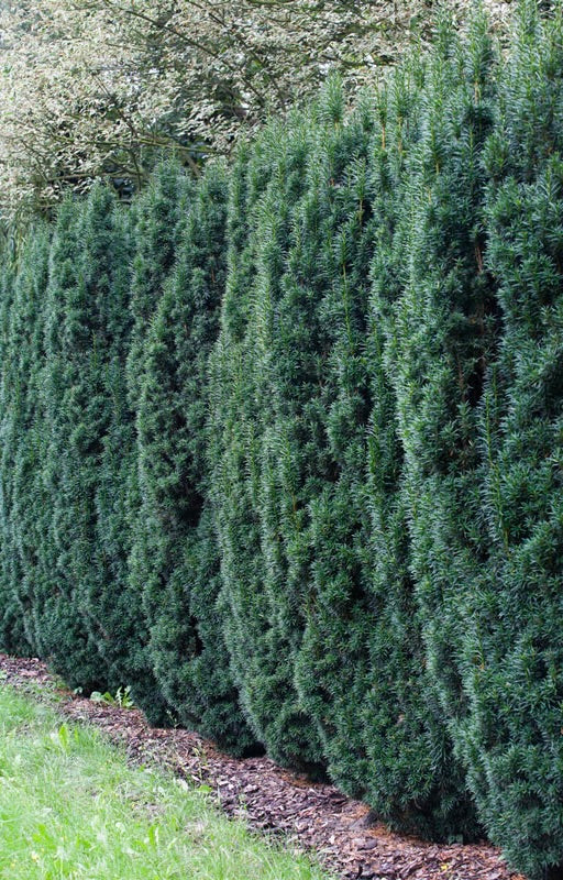 Yew 'Hicks'