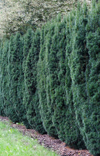 Yew 'Hicks'