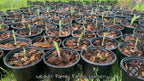 Giant Green Hosta