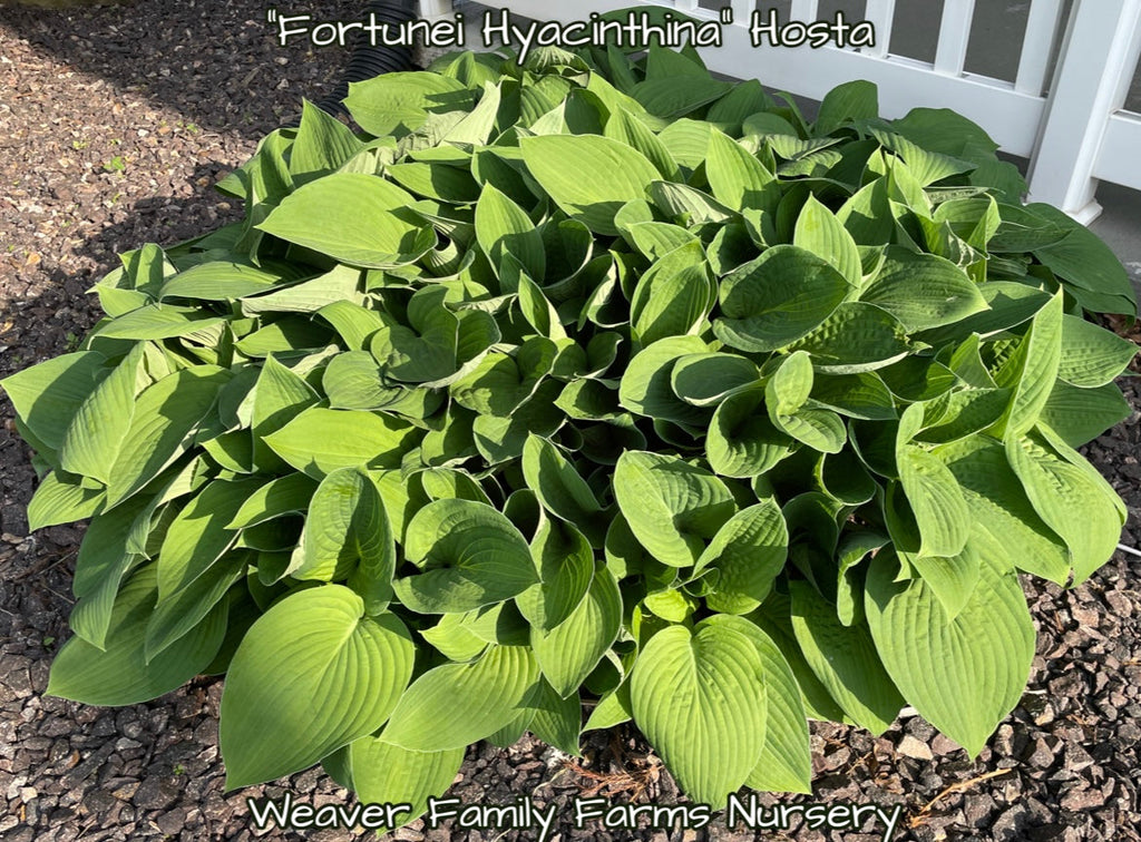 Giant Green Hosta