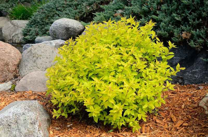 Spirea 'Gold Mound'