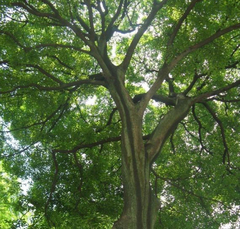 Hackberry Tree
