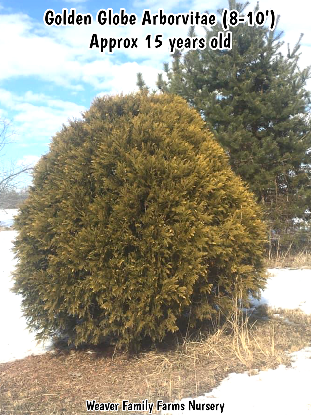 Arborvitae 'Golden Globe'