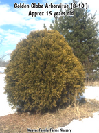 Arborvitae 'Golden Globe'