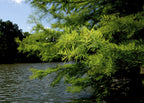 Bald Cypress Tree