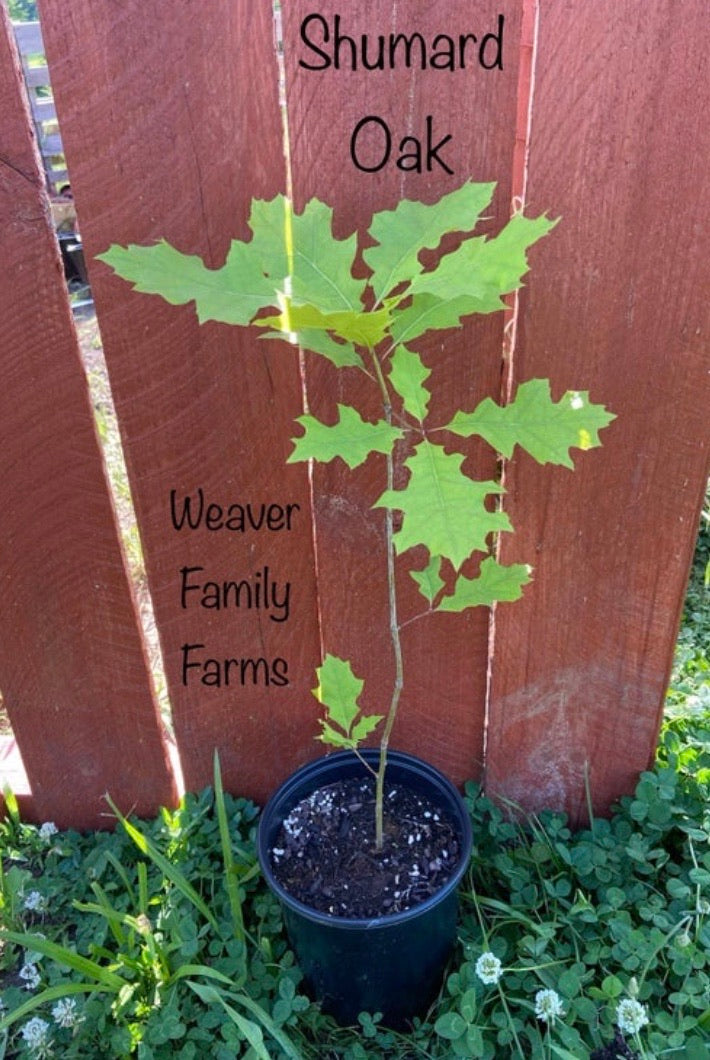 Shumard Oak Tree