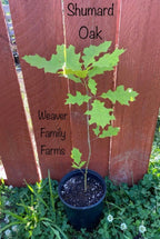 Shumard Oak Tree