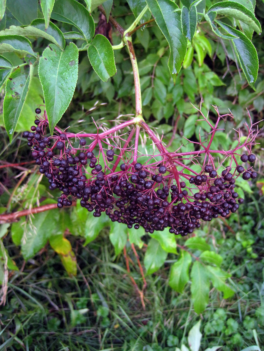 American Elderberry
