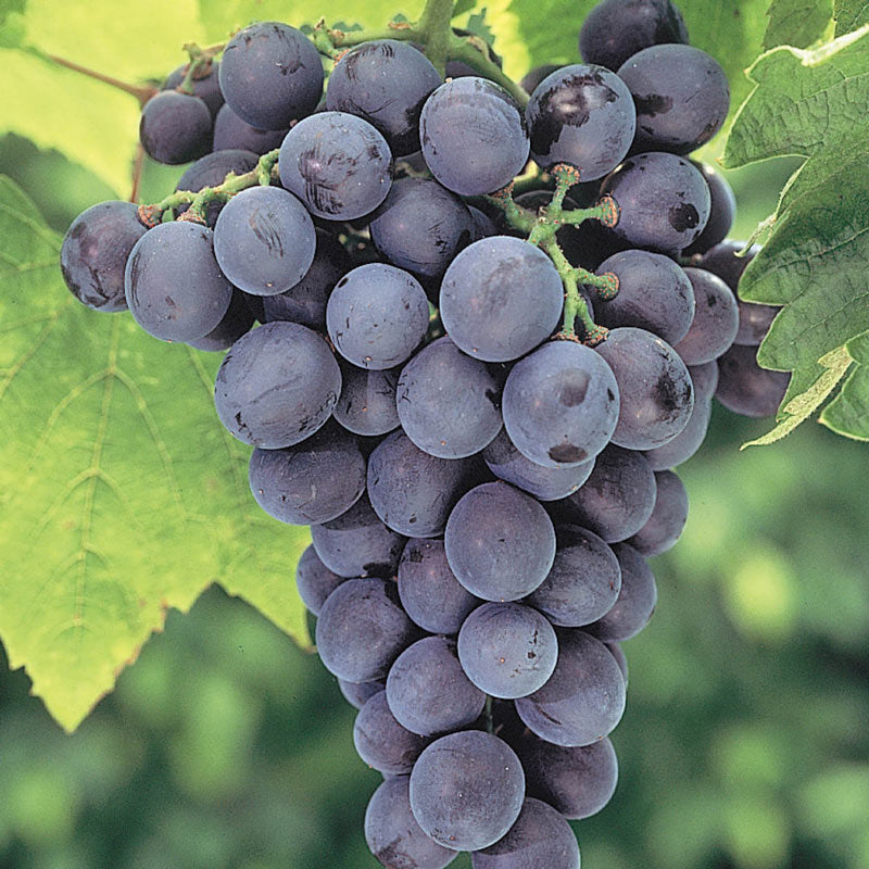 Grape Vine 'Seedless Concord'