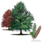 Bald Cypress Tree