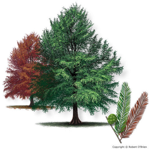 Bald Cypress Tree