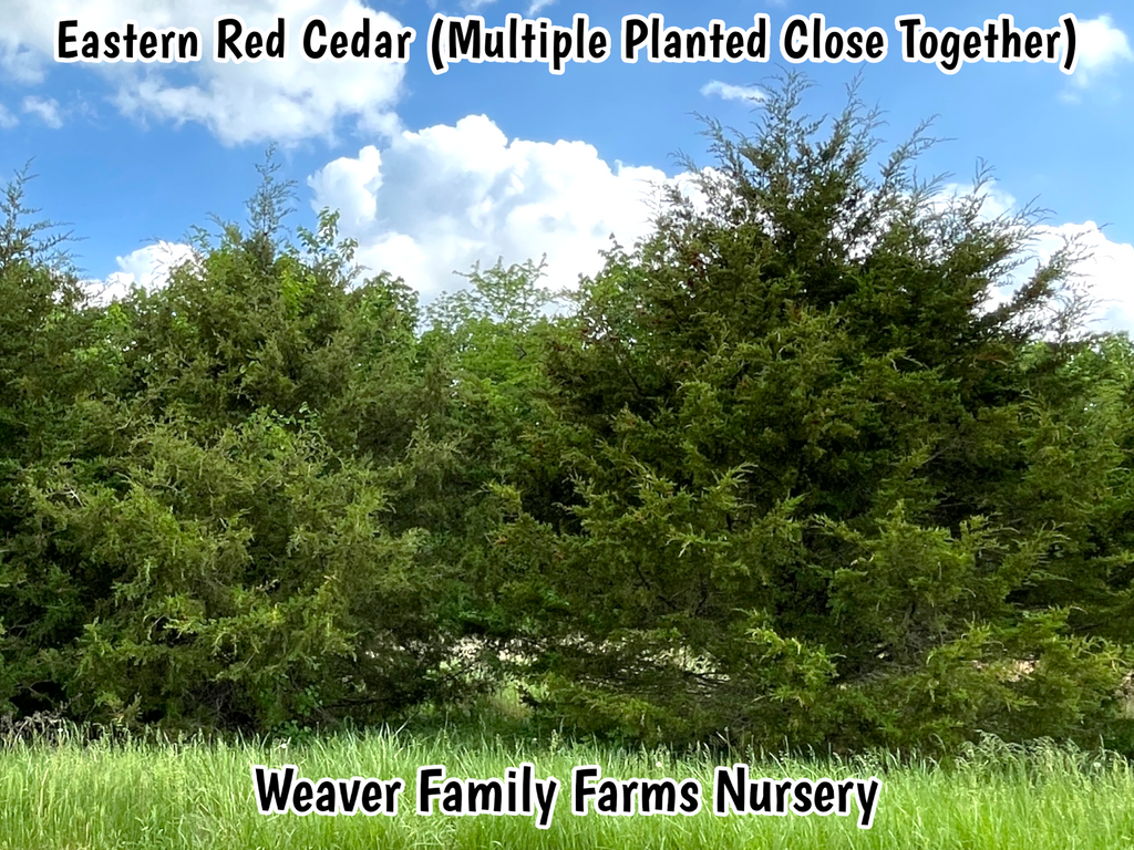 Eastern Red Cedar