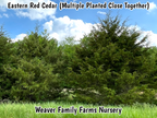 Eastern Red Cedar
