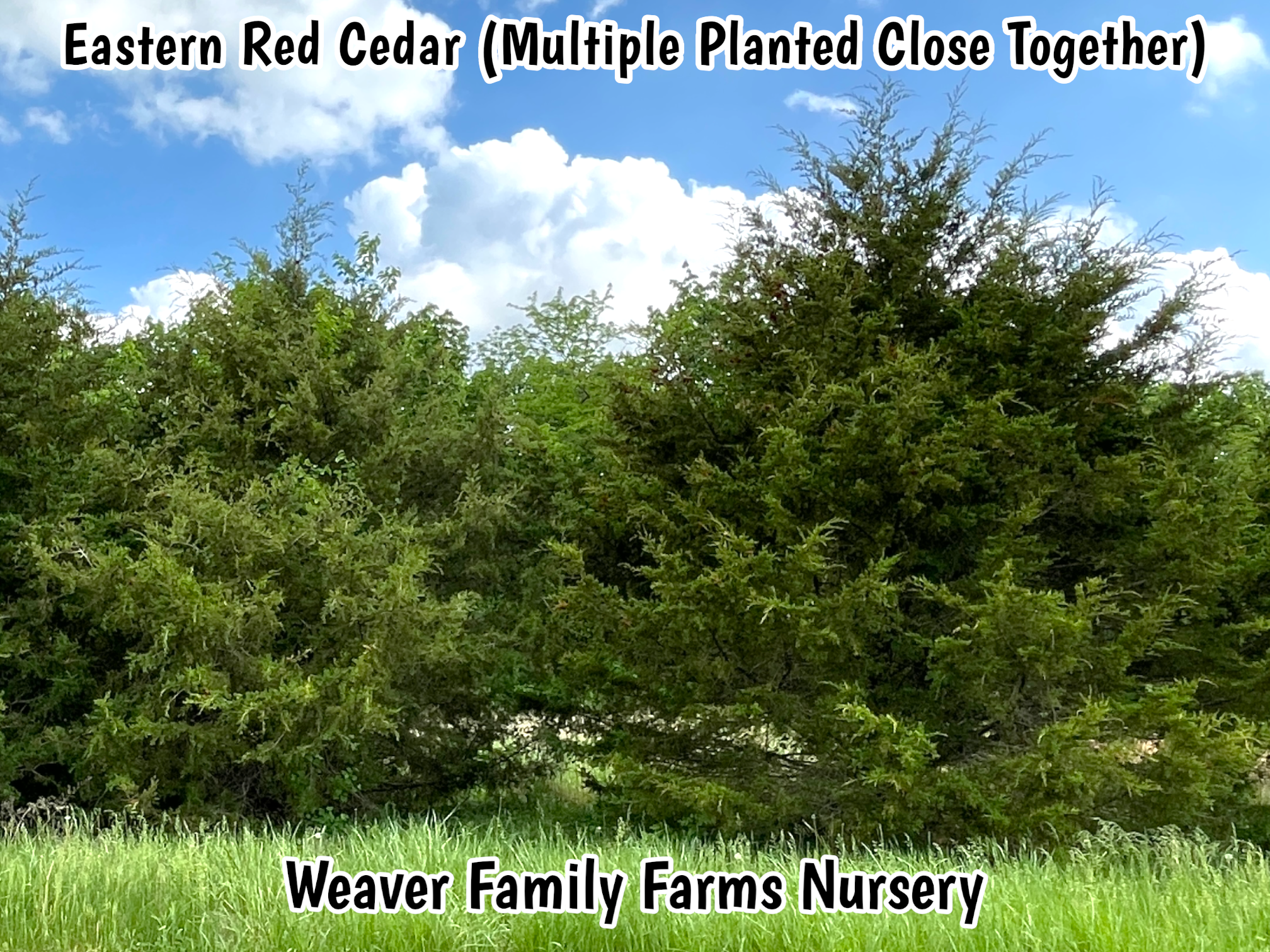 Eastern Red Cedar