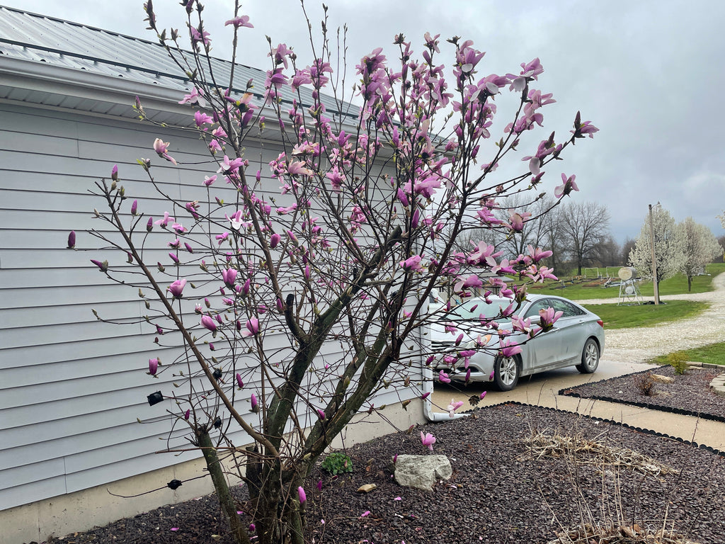 Magnolia 'Jane'