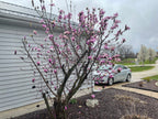 Magnolia 'Jane'