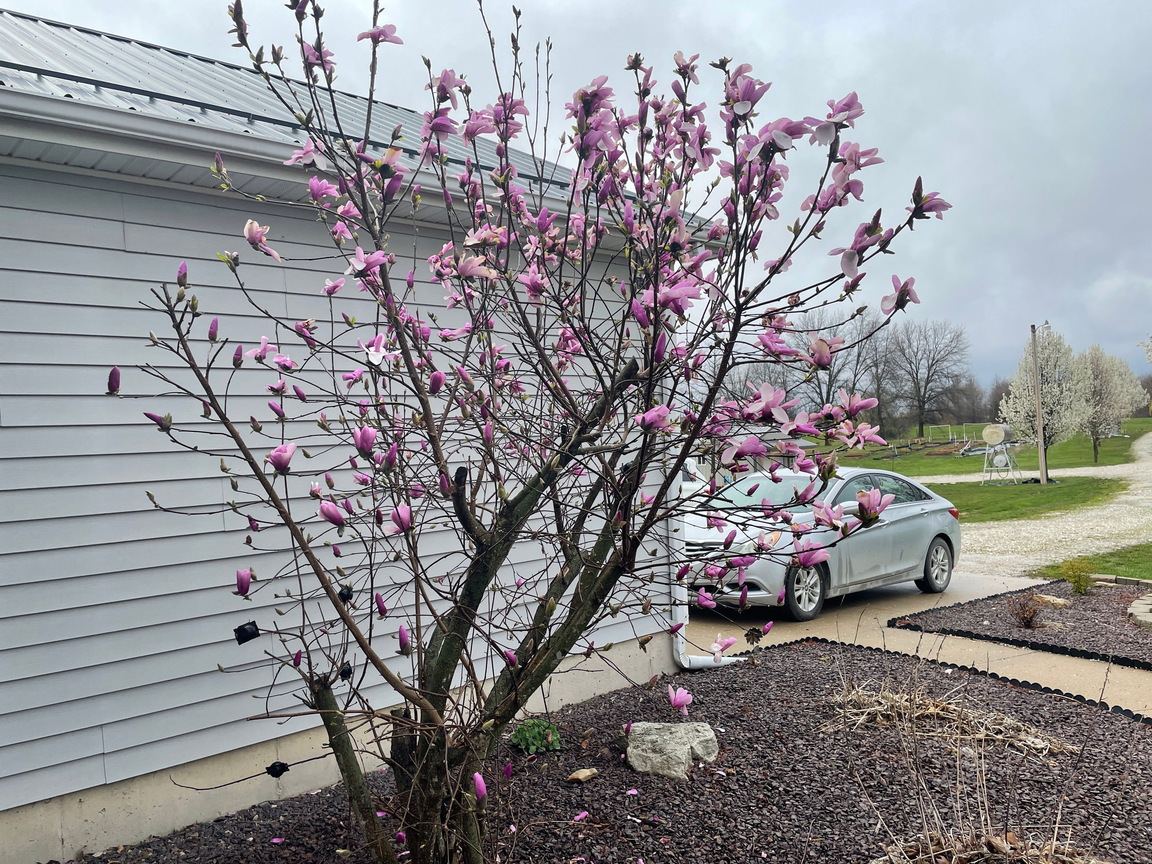 Magnolia 'Jane'