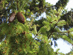 Norway Spruce Tree