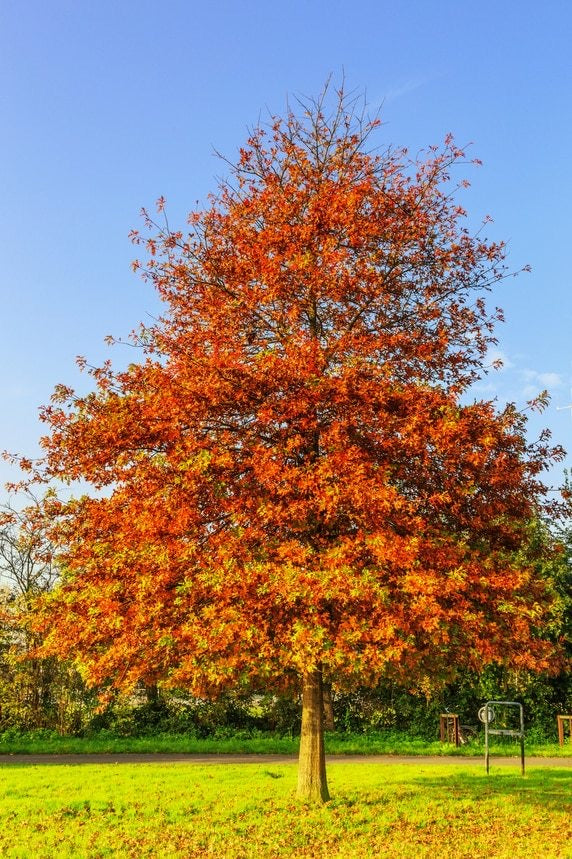 Pin Oak Tree