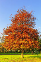 Pin Oak Tree