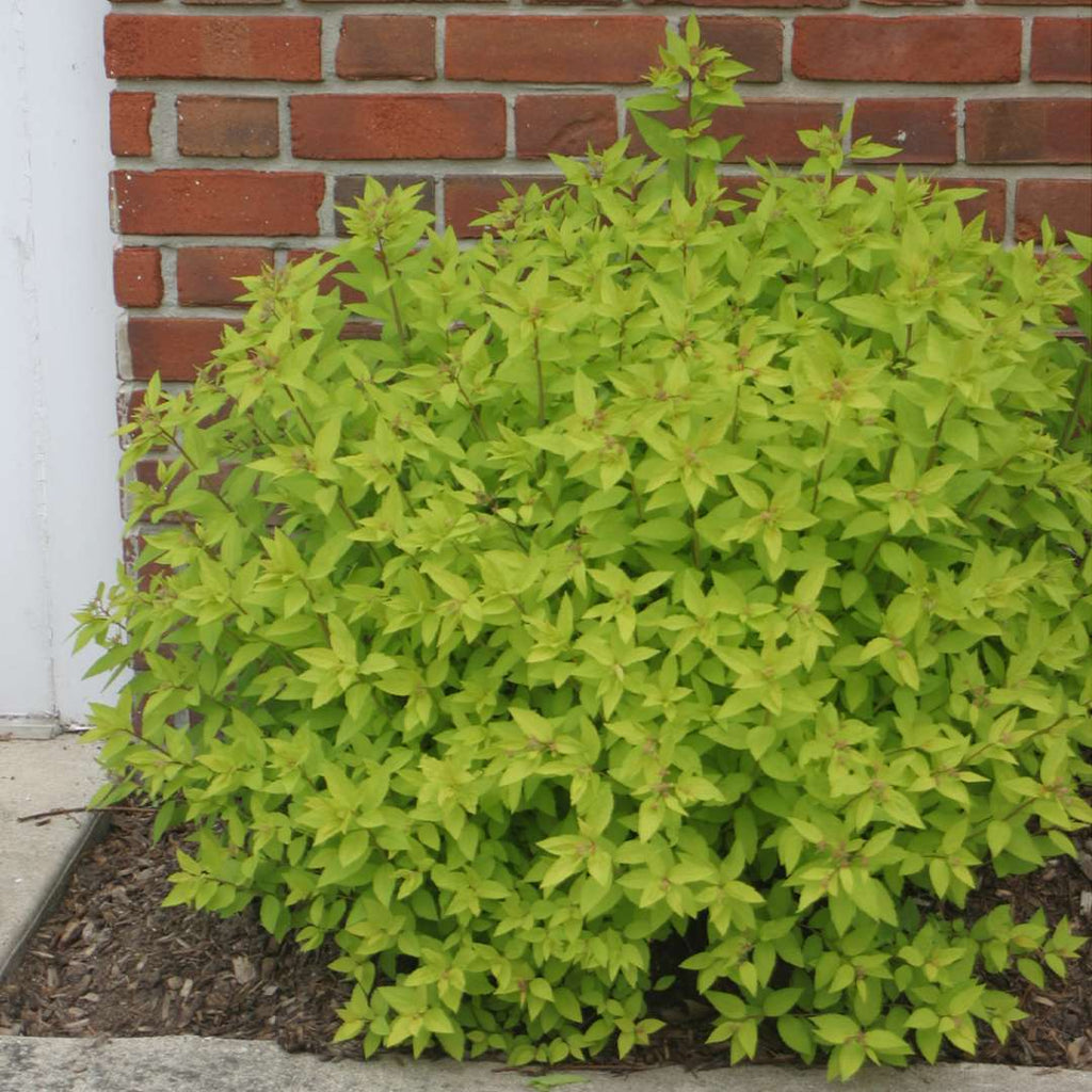 Spirea 'Gold Mound'