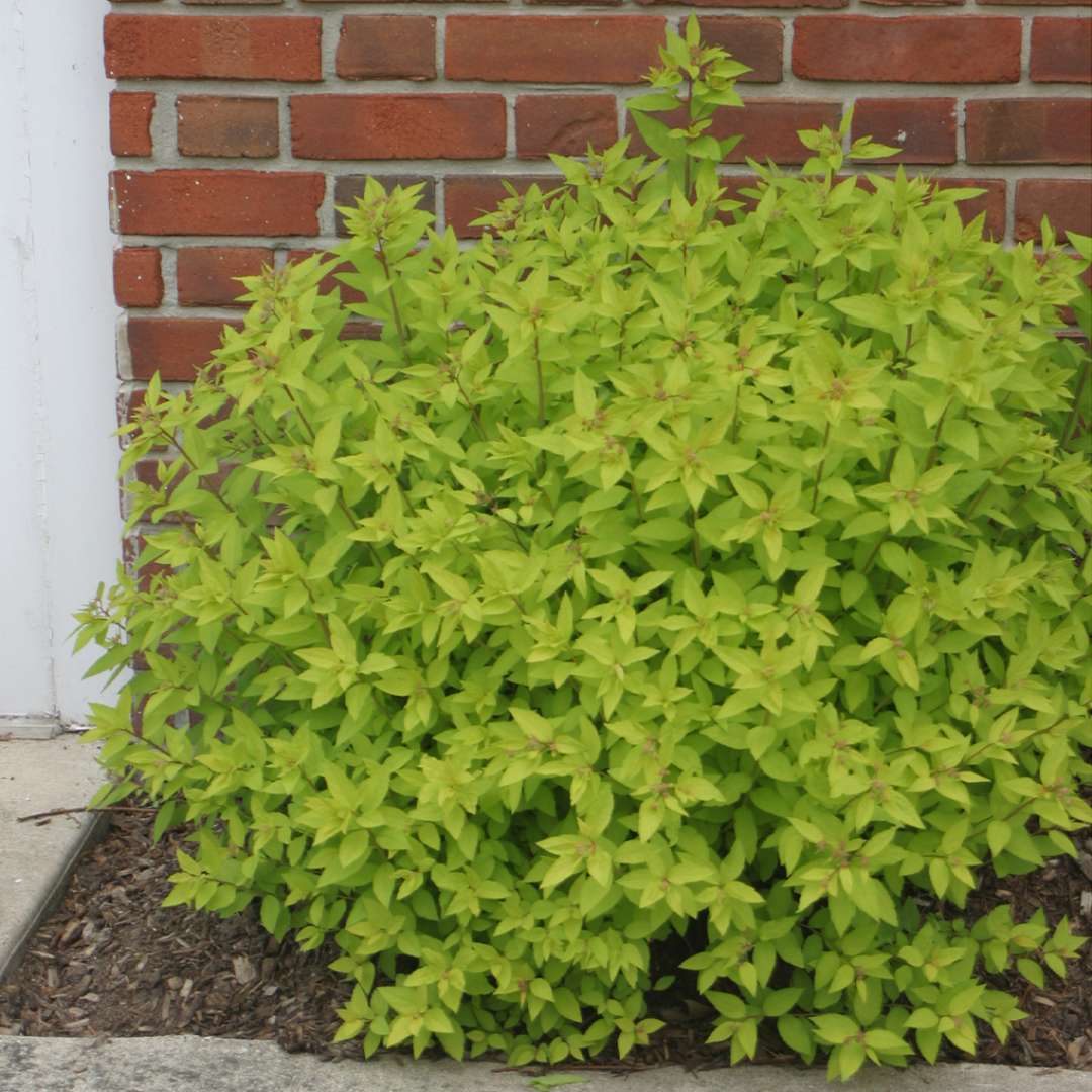 Spirea 'Gold Mound'