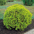 Arborvitae 'Golden Globe'