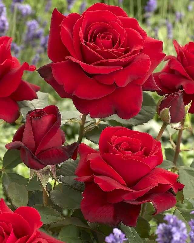 Climbing Rose 'Blaze'