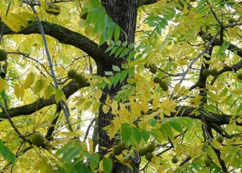 Black Walnut Tree
