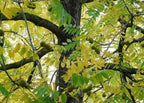 Black Walnut Tree