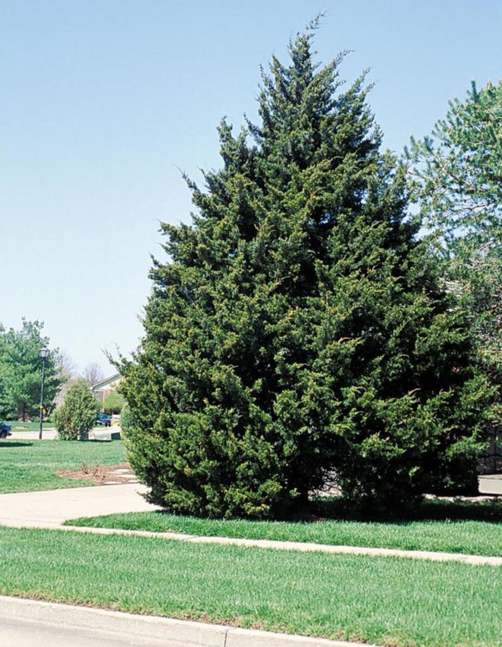 Eastern Red Cedar