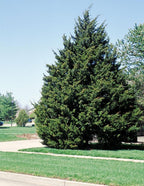 Eastern Red Cedar