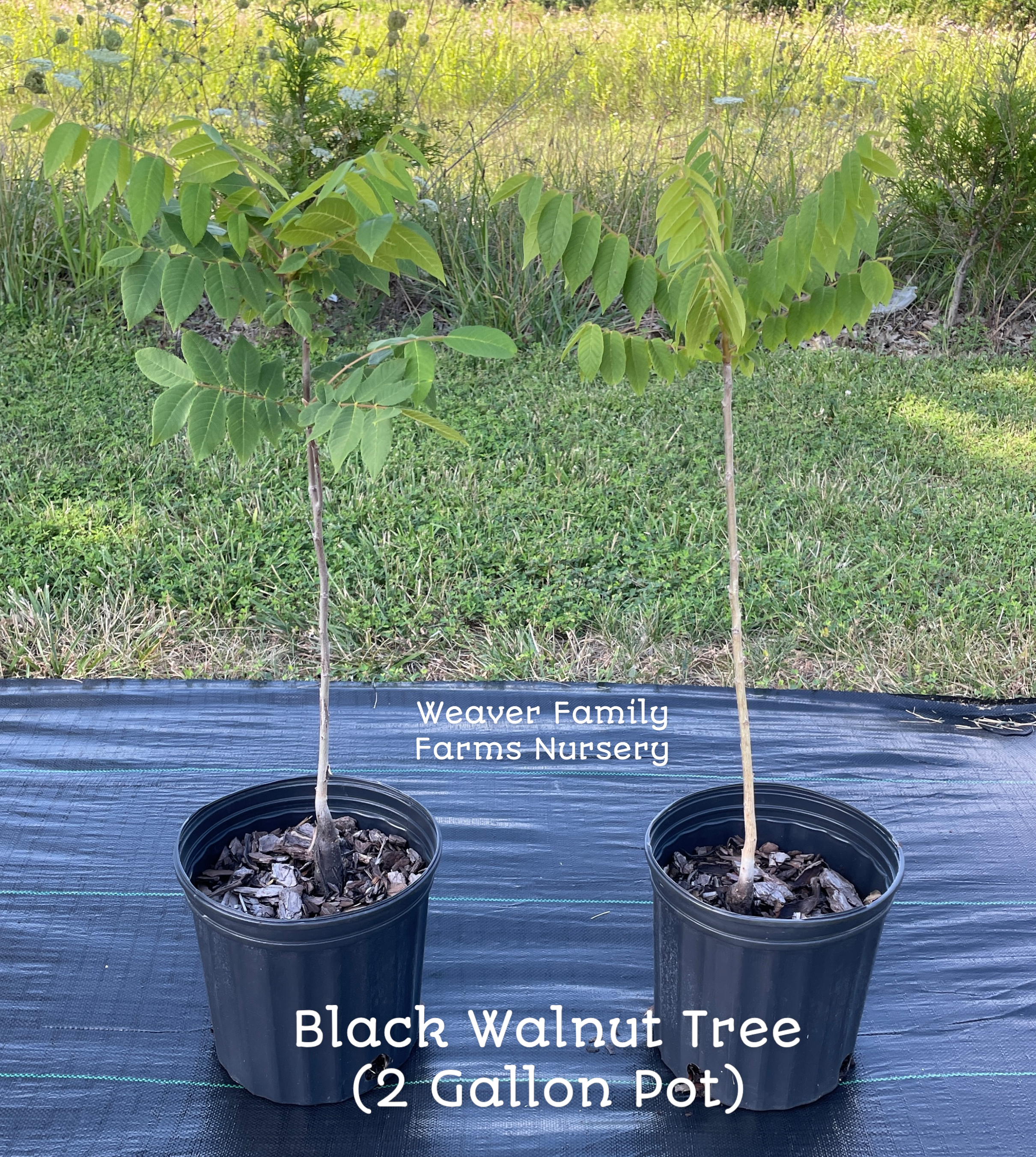Black Walnut Tree