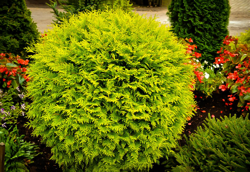 Arborvitae 'Golden Globe'