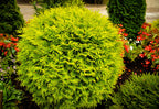 Arborvitae 'Golden Globe'