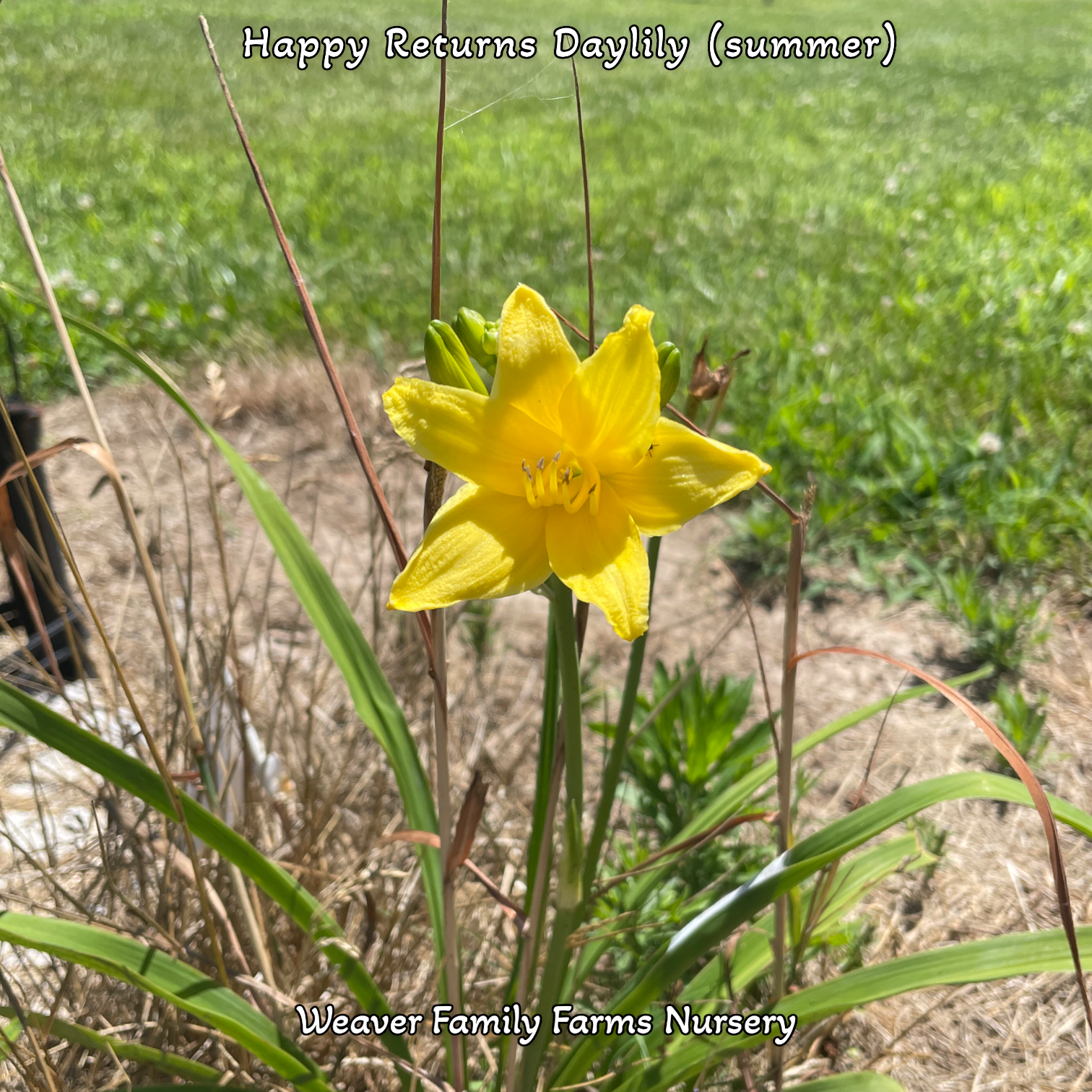 Daylily 'Happy Returns'