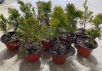 Arborvitae 'Emerald Green'