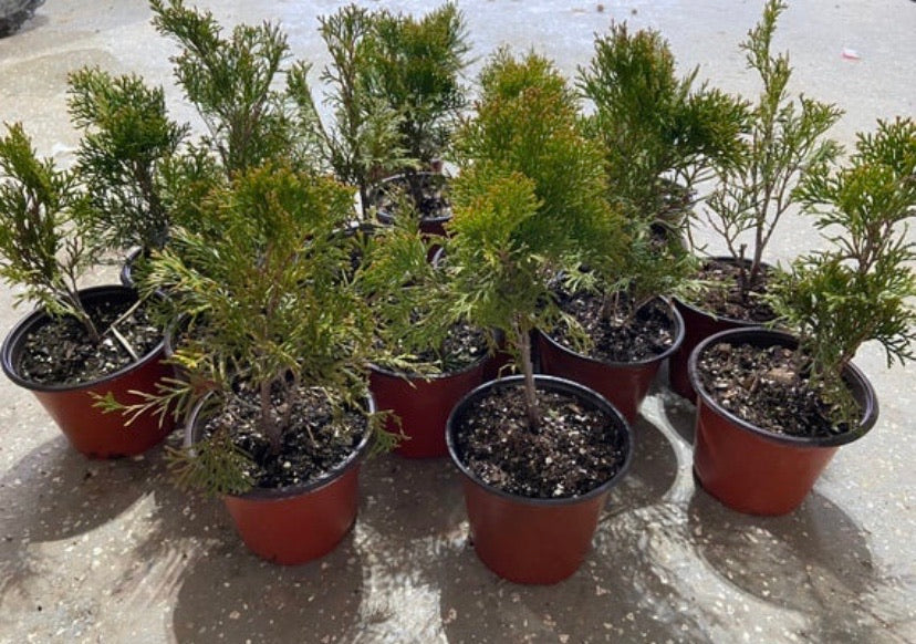 Arborvitae 'Emerald Green'