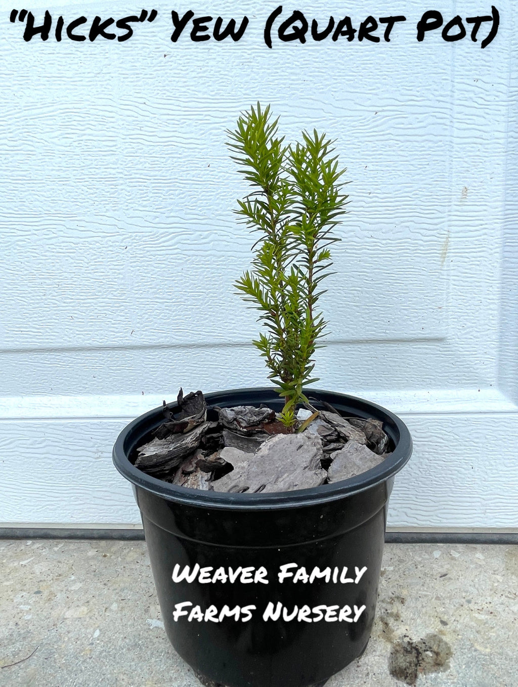 Yew 'Hicks'
