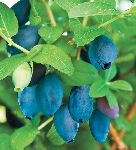 Honeyberry 'Boreal Blizzard' Haskap