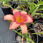 Daylily 'Strawberry Candy'