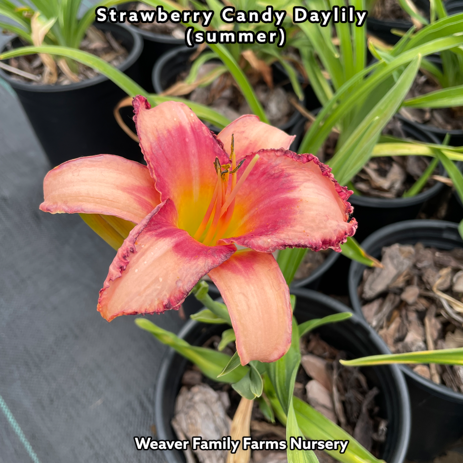 Daylily 'Strawberry Candy'
