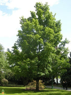 Silver Maple Tree